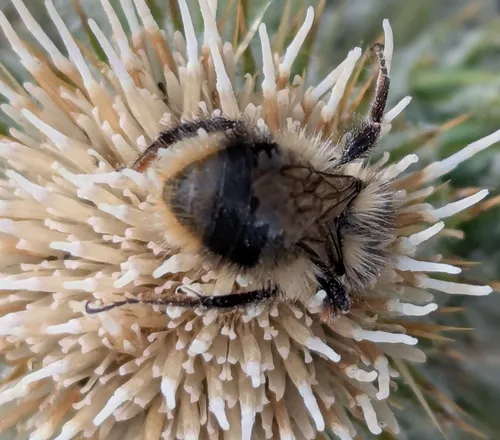 Golden-belted Bumble Bee