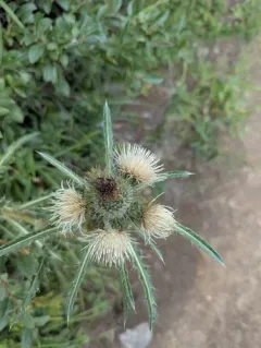 Leafy Thistle thumbnail 1