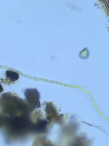 Radiofilum mesomorphum