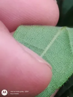 stiff-hair sunflower thumbnail 3