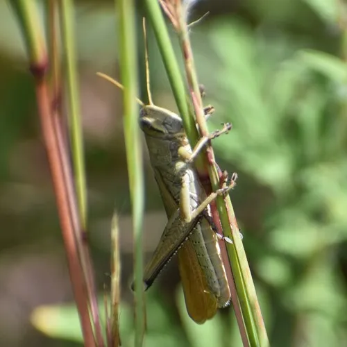 Spotted Bird Grasshopper