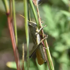 Spotted Bird Grasshopper thumbnail 1