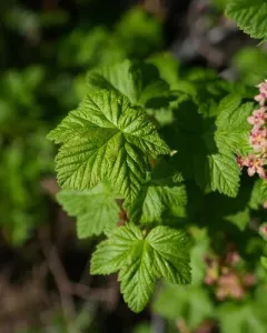 Maple currant thumbnail 2