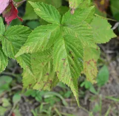 recurved blackberry thumbnail 2