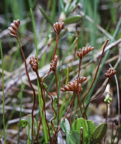 curly grass fern