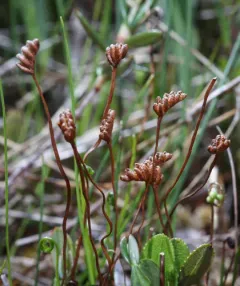curly grass fern thumbnail 1