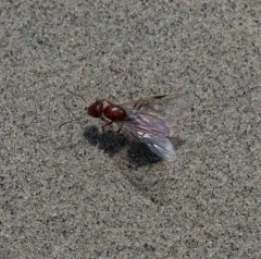 Bradley's Field Ant thumbnail 3