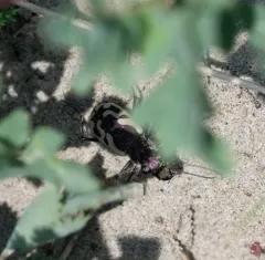 Blowout Tiger Beetle thumbnail 2