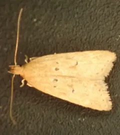 Helcystogramma badia thumbnail 2