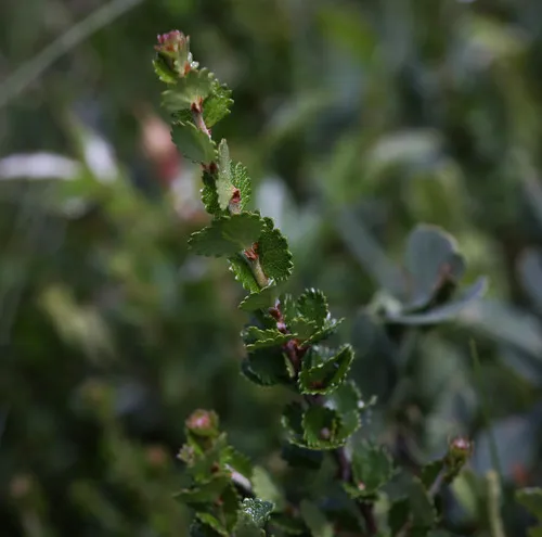 Newfoundland dwarf birch