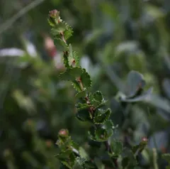 Newfoundland dwarf birch thumbnail 1