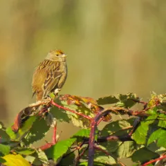 Golden-crowned Sparrow thumbnail 2