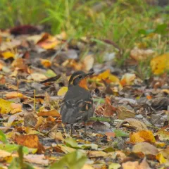 Varied Thrush thumbnail 4