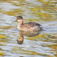 Eared Grebe thumbnail 2