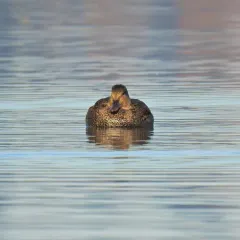 Gadwall thumbnail 4