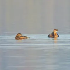 Pied-billed Grebe thumbnail 3