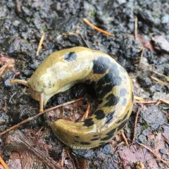 Pacific Banana Slug thumbnail 2