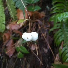 Common Snowberry thumbnail 2
