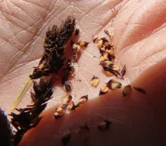 Payson's sedge thumbnail 3