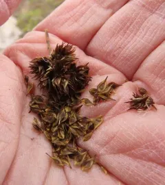 Cloud Sedge thumbnail 3