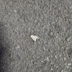 Arge Moth thumbnail 3