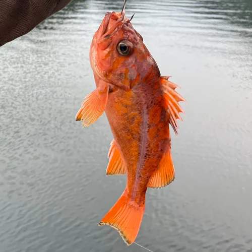 Canary Rockfish