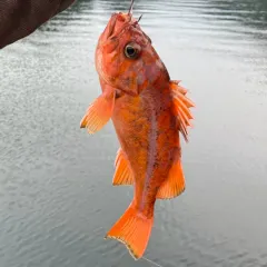 Canary Rockfish thumbnail 1