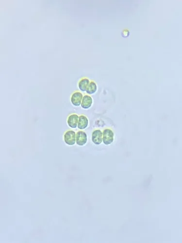 Chroococcus cohaerens