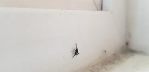 Callaspidia defonscolombei