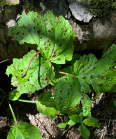 Puccinia linkii thumbnail 2