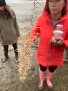 Fern Bryozoan thumbnail 2