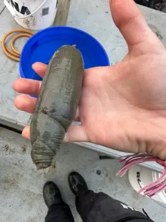 Sweet Potato Sea Cucumber thumbnail 1