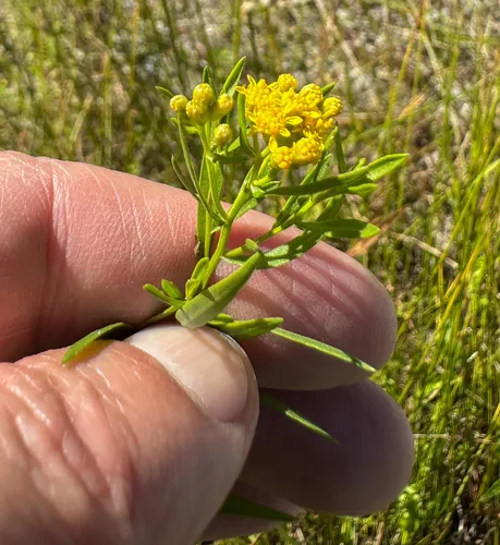 slender goldentop