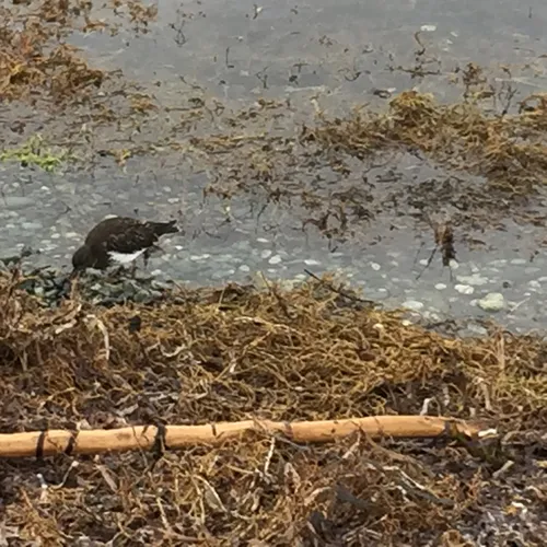 Black Turnstone