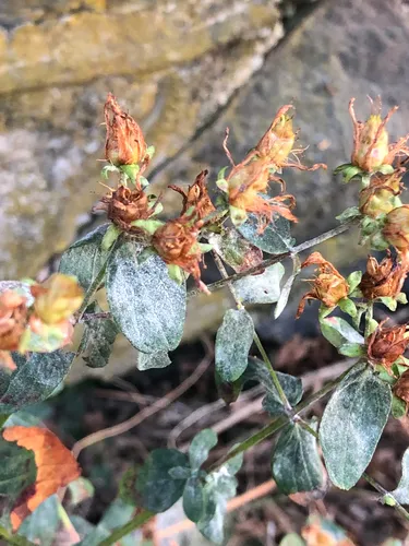 Erysiphe hyperici