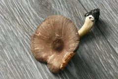 Pluteus deceptivus thumbnail 2