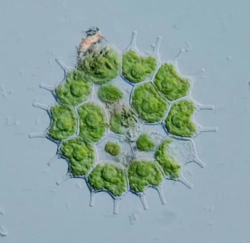 Pseudopediastrum boryanum