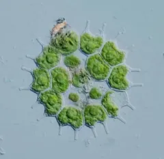 Pseudopediastrum boryanum thumbnail 1
