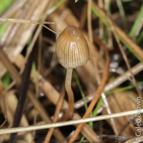 Liberty Cap