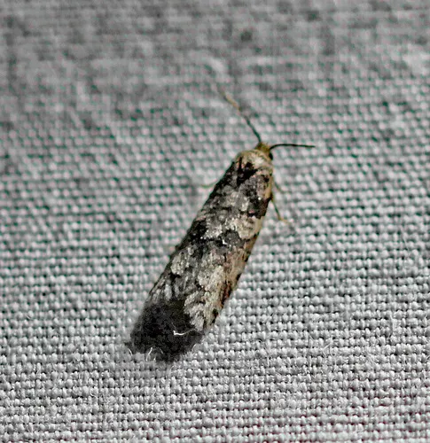 Gray-marked Tortricid