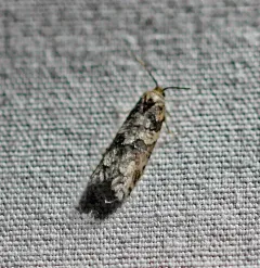 Gray-marked Tortricid thumbnail 1