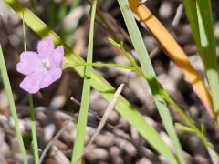 Pale False Foxglove thumbnail 2