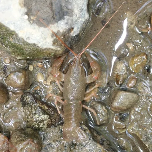 Big Water Crayfish
