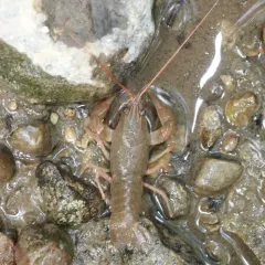 Big Water Crayfish thumbnail 1