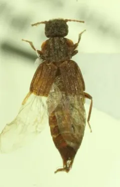 Saw-collared Carinated Rove Beetle thumbnail 3