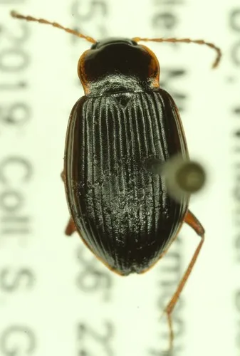 Apteroloma caraboides
