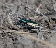 Crimson Saltflat Tiger Beetle thumbnail 2