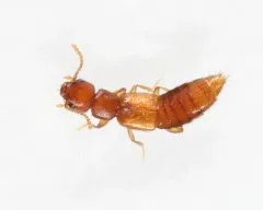 Hypomedon debilicornis thumbnail 2