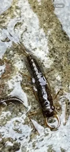 Paraleptophlebia bicornuta thumbnail 3
