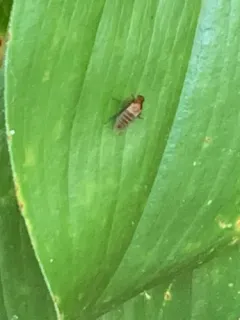 Scaled Hump-backed Fly thumbnail 3